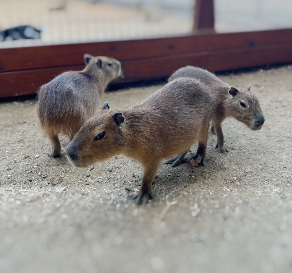 Capybara Coffee Pattaya