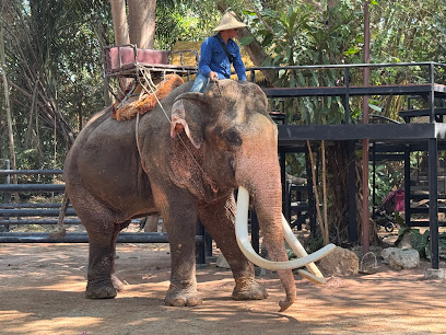 Pattaya Elephant Village
