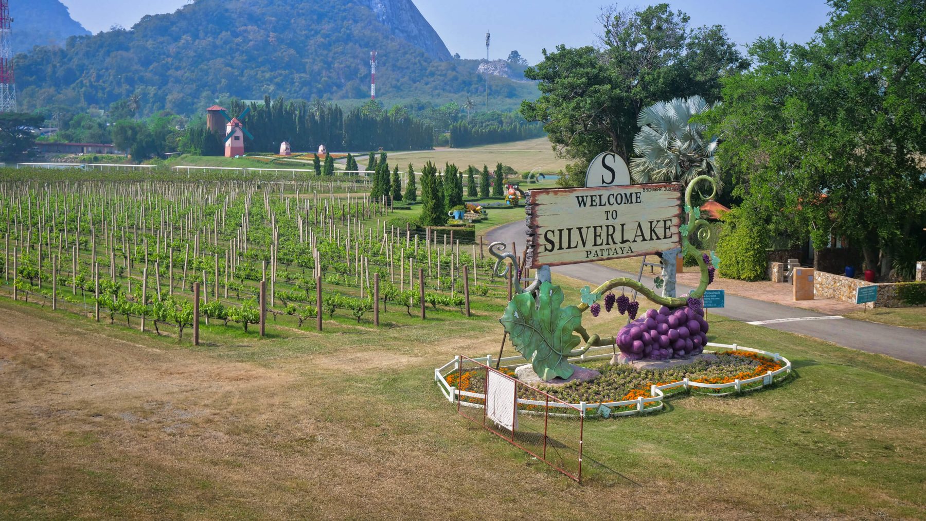 Silverlake Vineyard